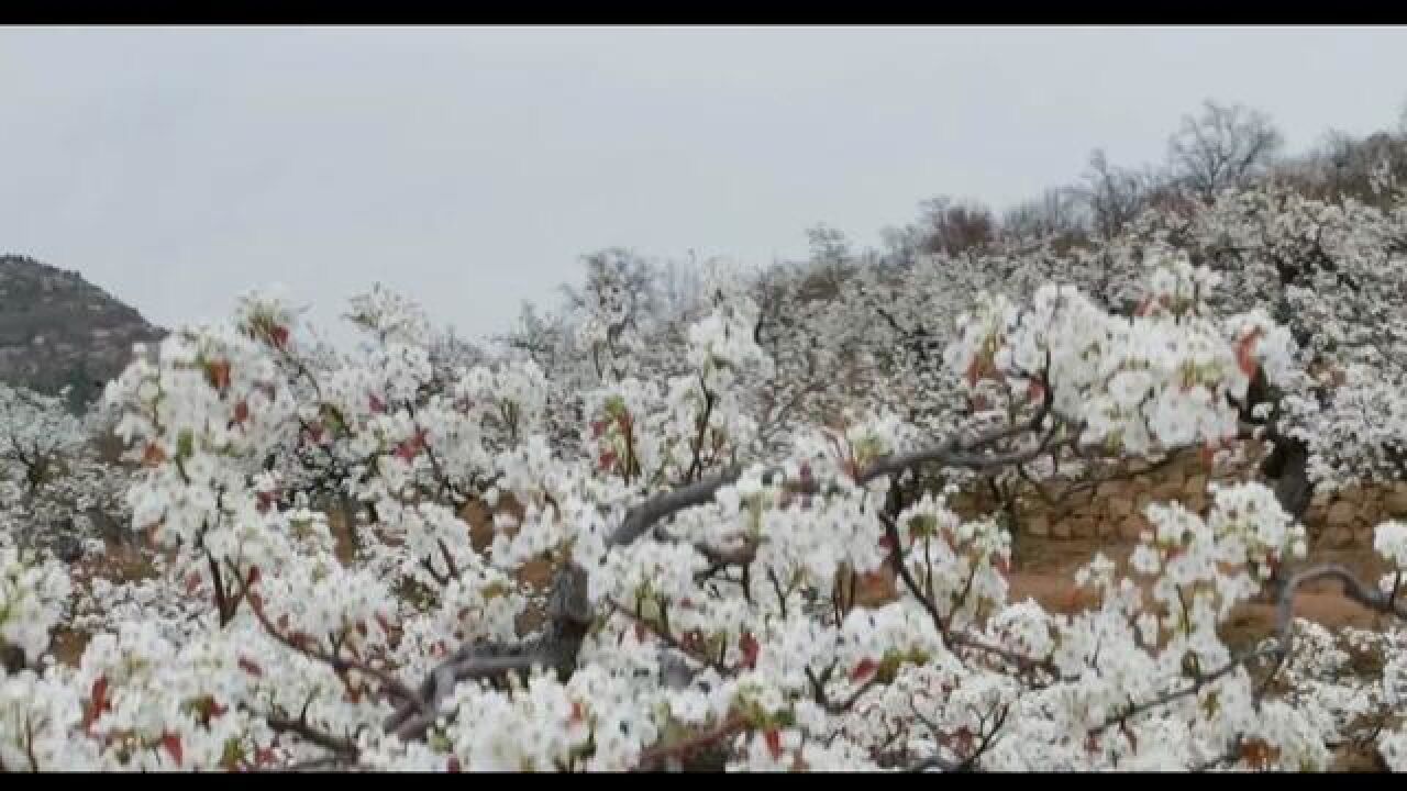 山东省泰安市,山东宁阳梨花节