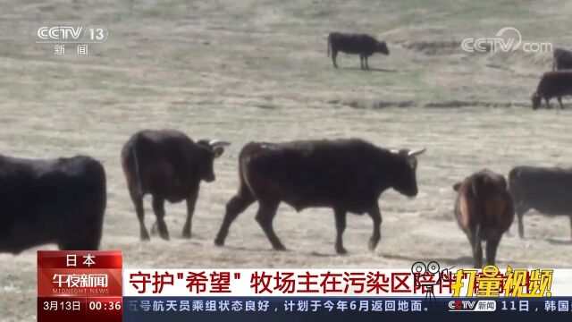 日本:守护“希望”!牧场主不舍离开,在污染区陪伴“辐射牛”