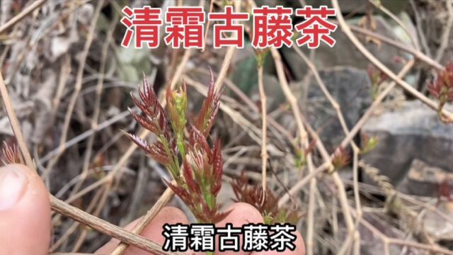 大山里一种藤本植物,人们称之为霉茶、龙须茶,有多少人认识