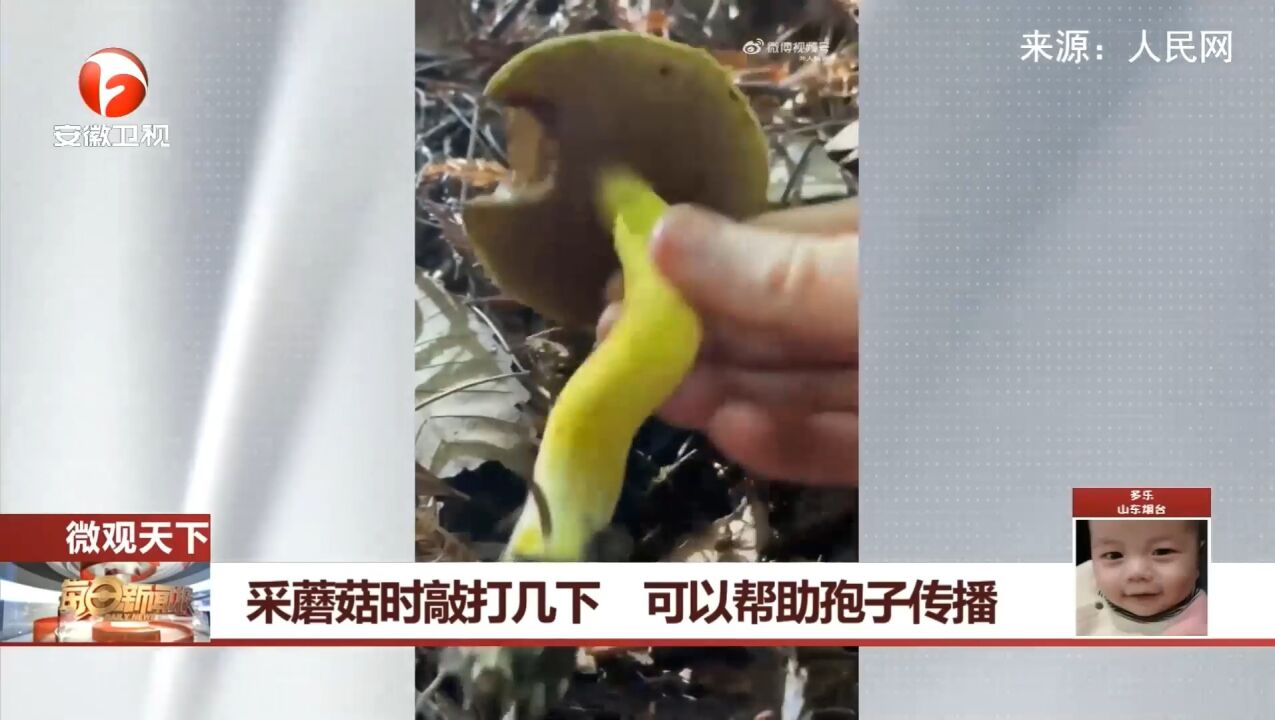 采蘑菇时为何要敲打几下?科普视频带你了解