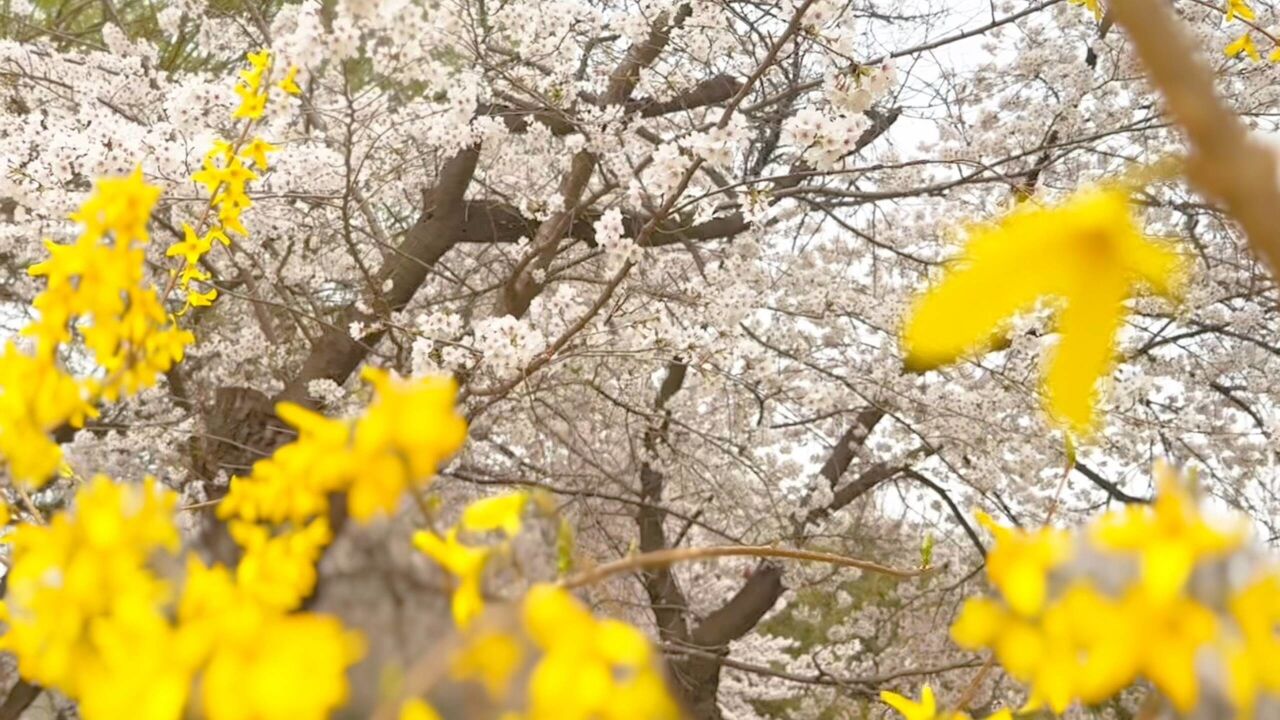 春日打卡好去处!沂水东皋公园迎来桃花盛放