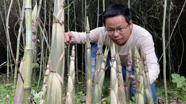 这个季节野笋疯长,江西村民靠拔这种笋子卖,日赚3000元