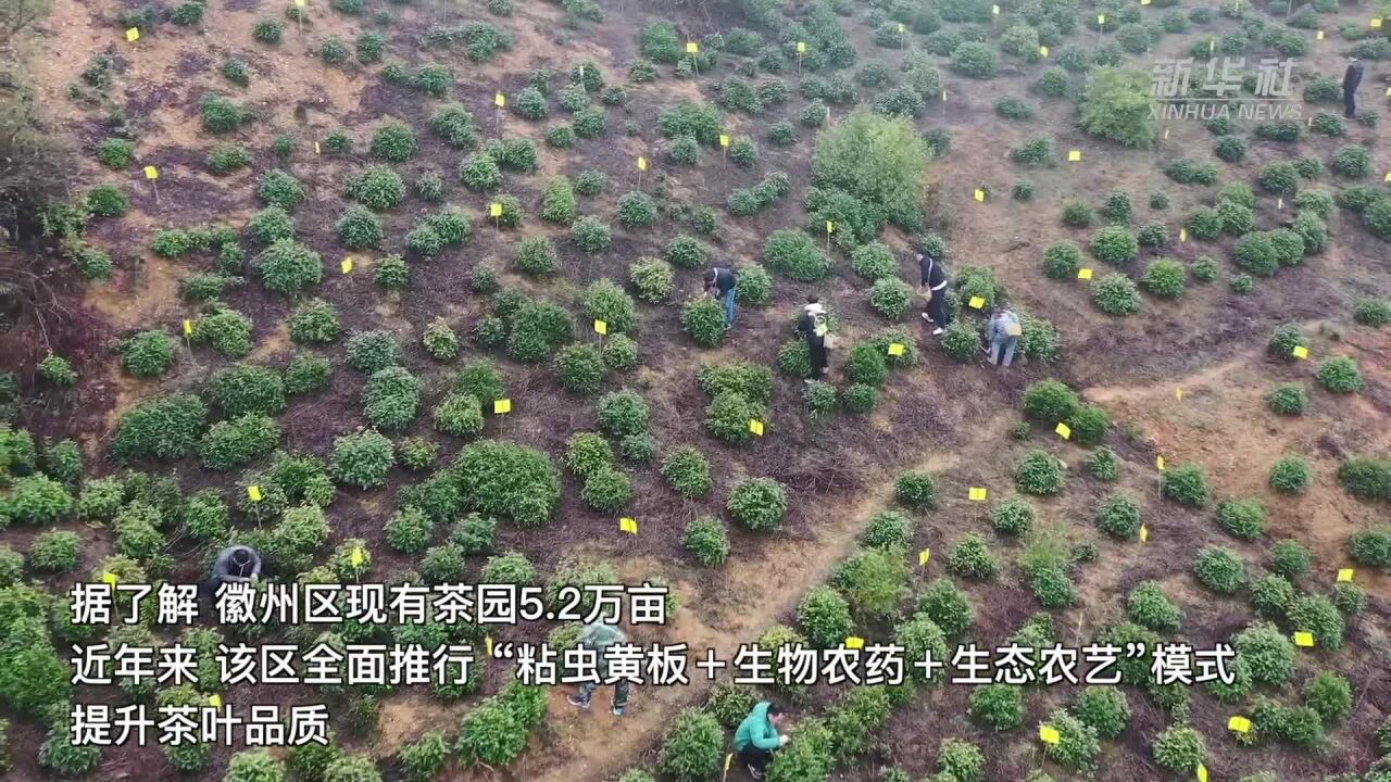 黄山毛峰迎来采摘季