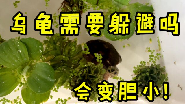 【Ygh】果核蛋龟入豪宅的第二天,镊子追食,状态开始恢复