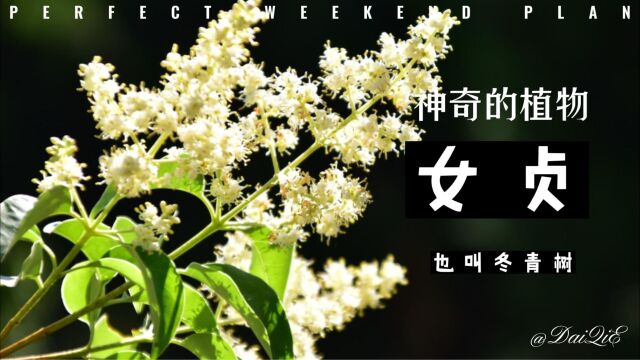 神奇的植物(女贞)