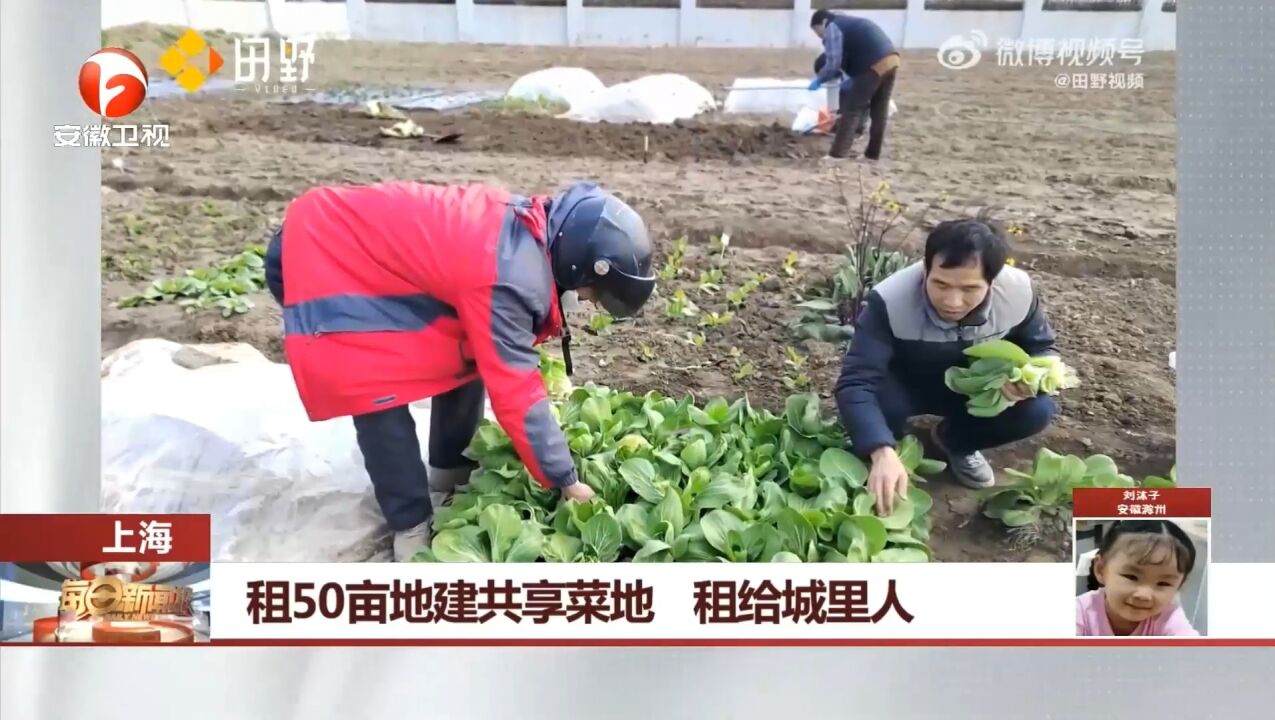 上海:他租50亩地建共享菜地,租给城里人