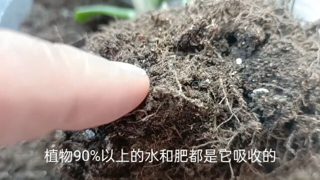 植物黄叶烂根原因?