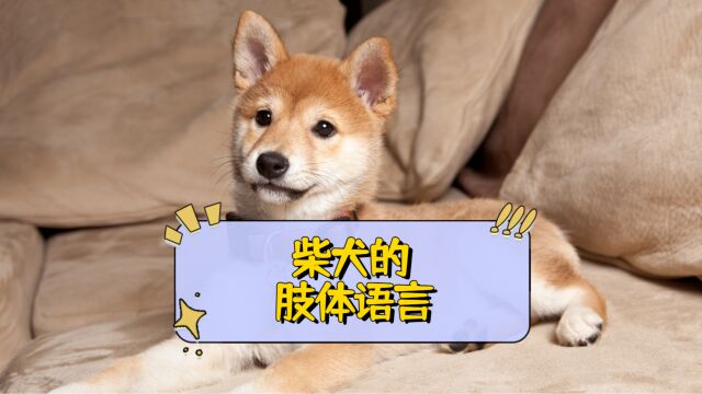 柴犬的肢体语言?你知道多少?