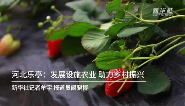 河北乐亭:发展设施农业 助力乡村振兴