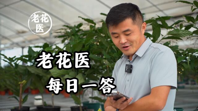 向日葵焦叶怎么办?茶花耷拉叶怎么办?