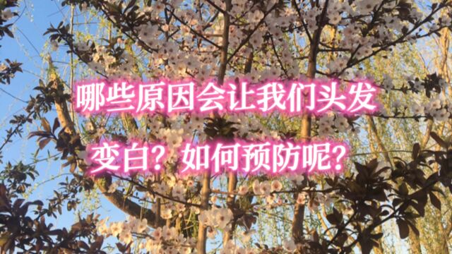 哪些原因会让我们头发变白?如何预防呢?