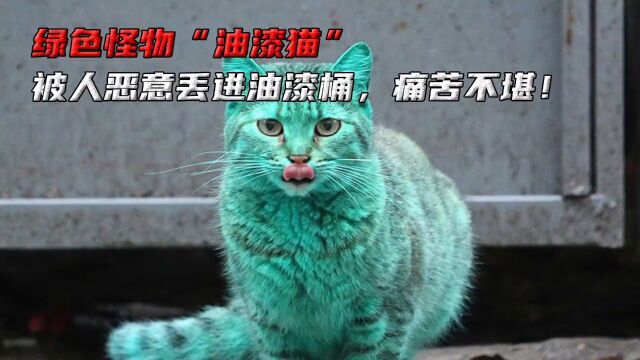 绿色怪物油漆猫,只因偷吃东西,被人恶意丢进油漆桶痛苦不堪! #动物科普 #保护动物 #猫咪 #动物救助