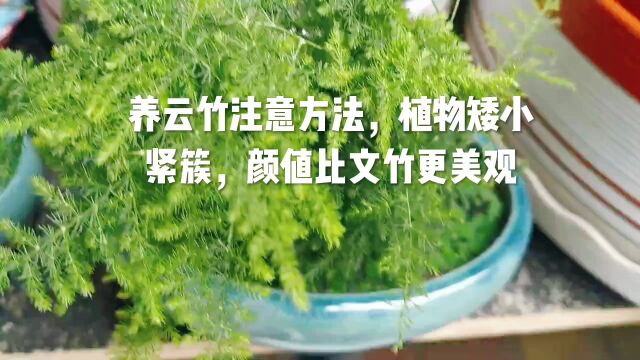 养云竹注意方法,植株矮小紧簇,颜值比文竹更美观