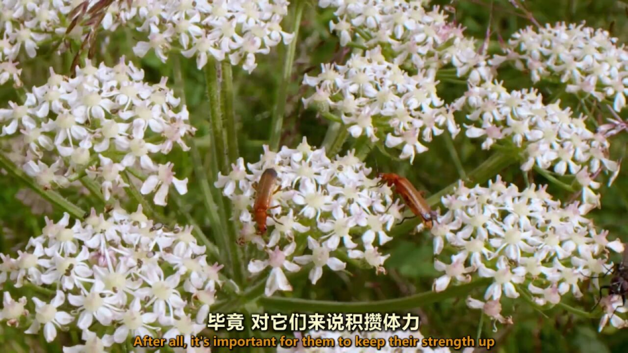 盛夏时节豕草成了蜜月婚房,情意绵绵的甲虫尽情享受!