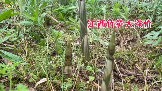 好消息,4月3日江西竹笋大涨价,村民靠拔笋卖日赚3000元