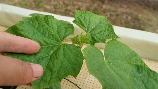 叶片黑厚绿,水果黄瓜不同的品种,水培种植区别很大