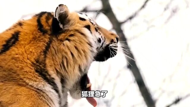 狡猾的狐狸聪明的猴(下)