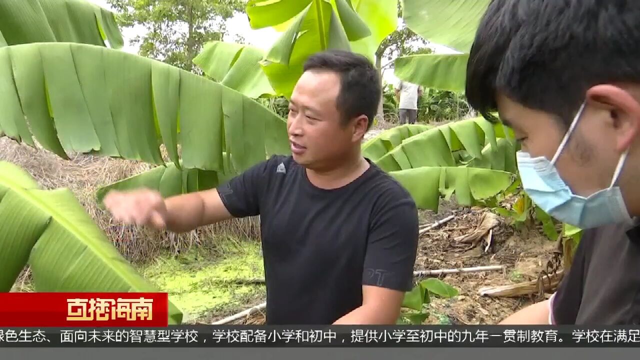 干渠维修养护 数百亩香蕉地无水灌溉