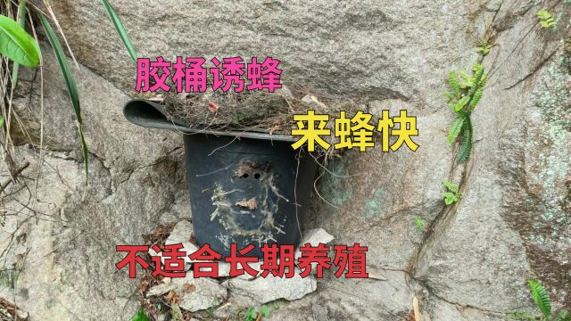 胶桶诱蜂方便快捷,而且来蜂快,不适合长期养殖