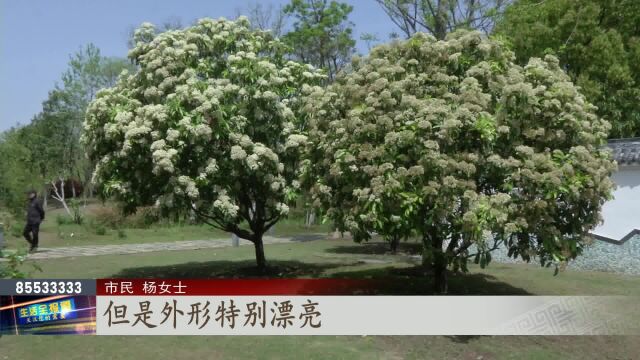 春季石楠花满树 花美气味怪 却是城市绿化好树种