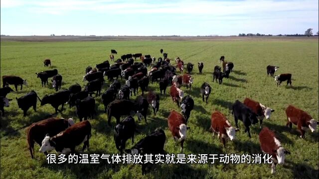 瑞典最新研究:给奶牛喂海藻可以减少温室气体排放