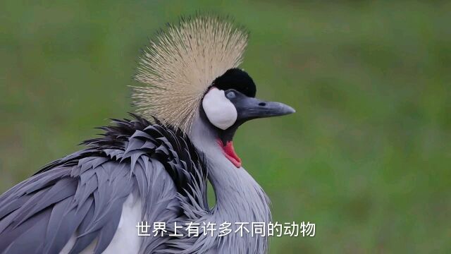 你还喜欢哪种小动物?