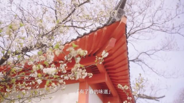 南京樱洲花吹雪,红墙白雪不输鸡鸣寺#我行江南见过百花#我们相约春天赏樱花