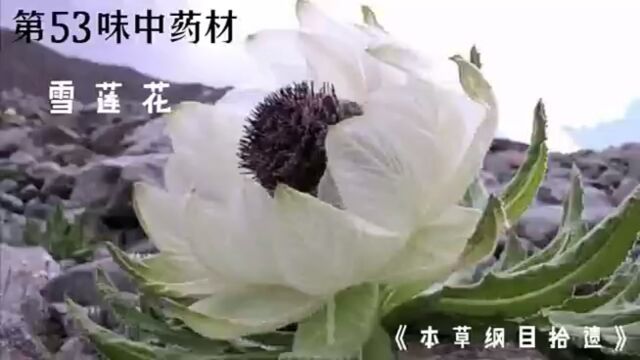 第五十三味中药材,雪莲花#雪莲花 #中医 #中草药 #中药材 #倪海厦