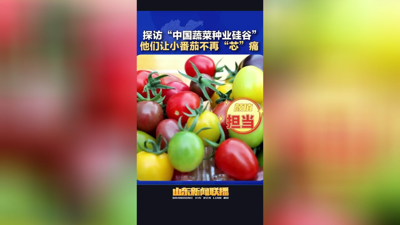 齐风鲁韵 丨探访“中国蔬菜种业硅谷” 他们让小番茄不再“芯”痛