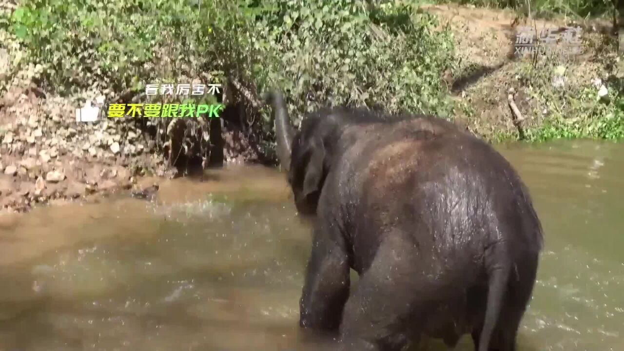 因泼水节上热搜的小象有朋友啦