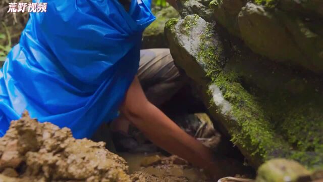 「福利妹与阿黄闯丛林」5天单人丛林篇3 冷雨中寻找食物,煮热汤