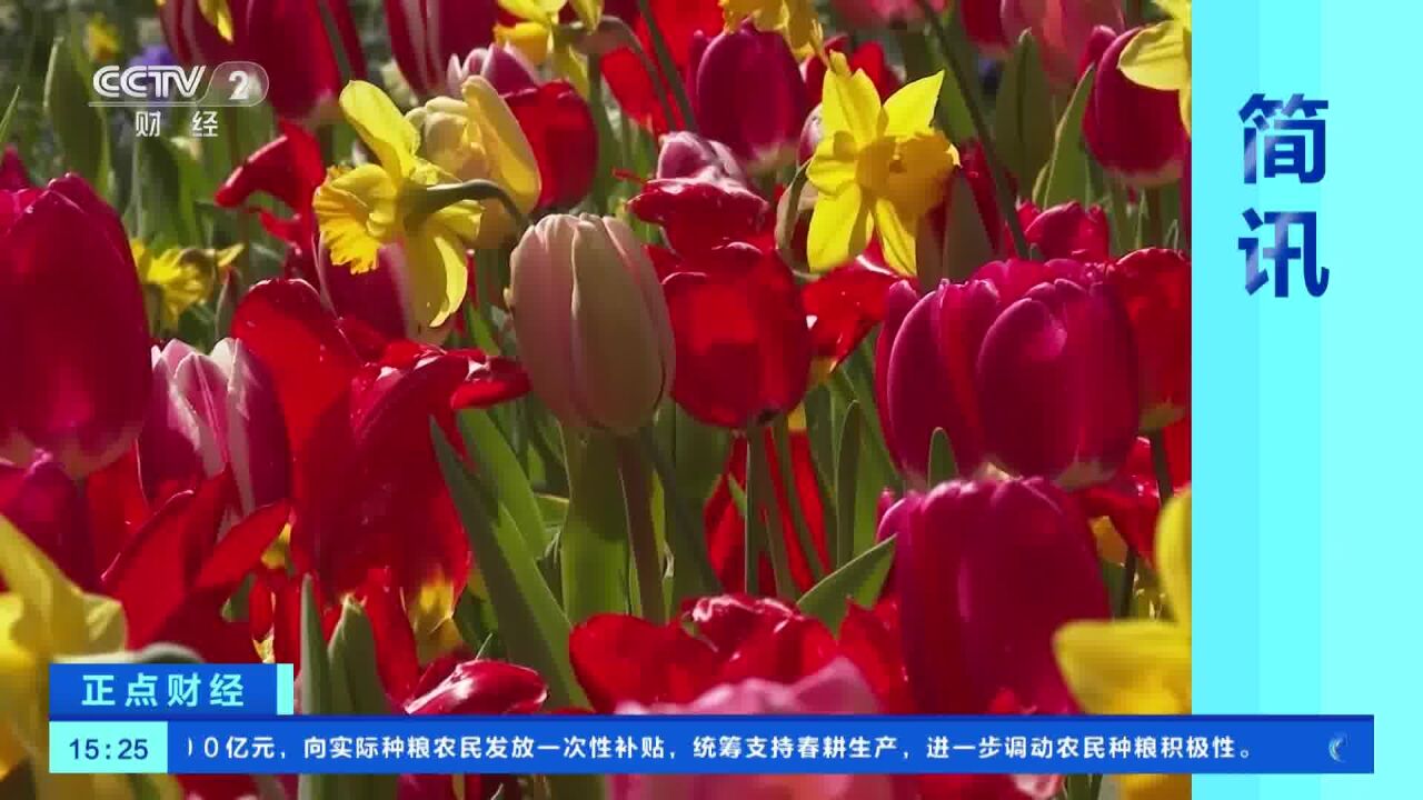 荷兰库肯霍夫公园郁金香迎来盛花期