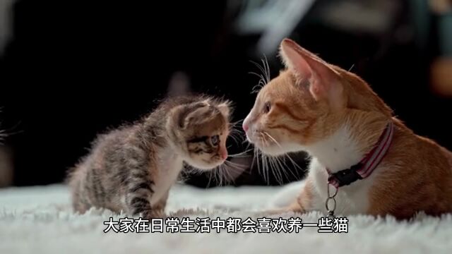 养猫的一些小常识,这些你都知道吗