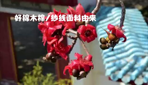 中华好锦木棉花,纤维纱线面料功能应用