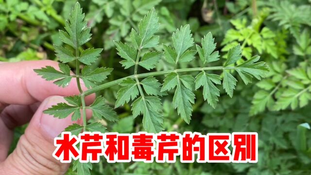 水八仙之一的水芹和“毒芹”有什么区别呢?