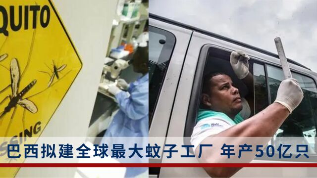 年产50亿只蚊子阻止登革热,巴西拟建全球最大转基因蚊子工厂