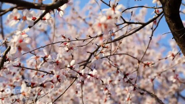 太原杜儿坪桃花沟,满山桃花美如人间仙境