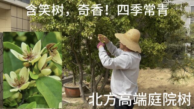 退休老干部10年前收的一棵“含笑”,开花奇香,号称山东最大一棵