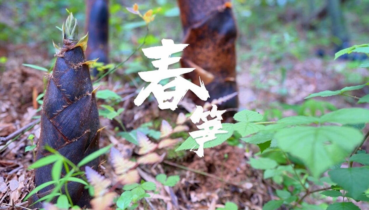 宁乡:一阵春雨一批笋 谷雨过后来尝“鲜”