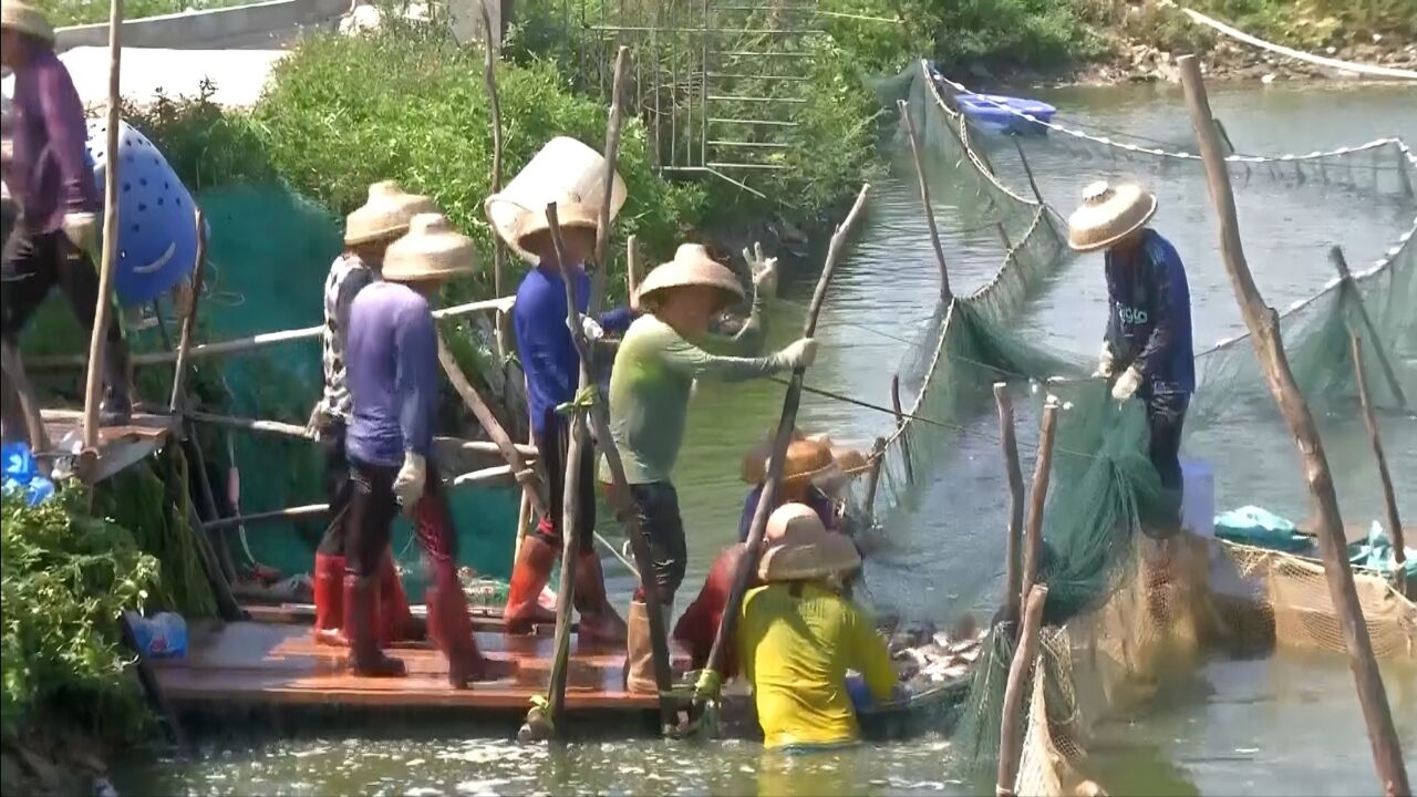 因地制宜谋发展!湛江吴川预制菜产业助力传统农业高质量发展