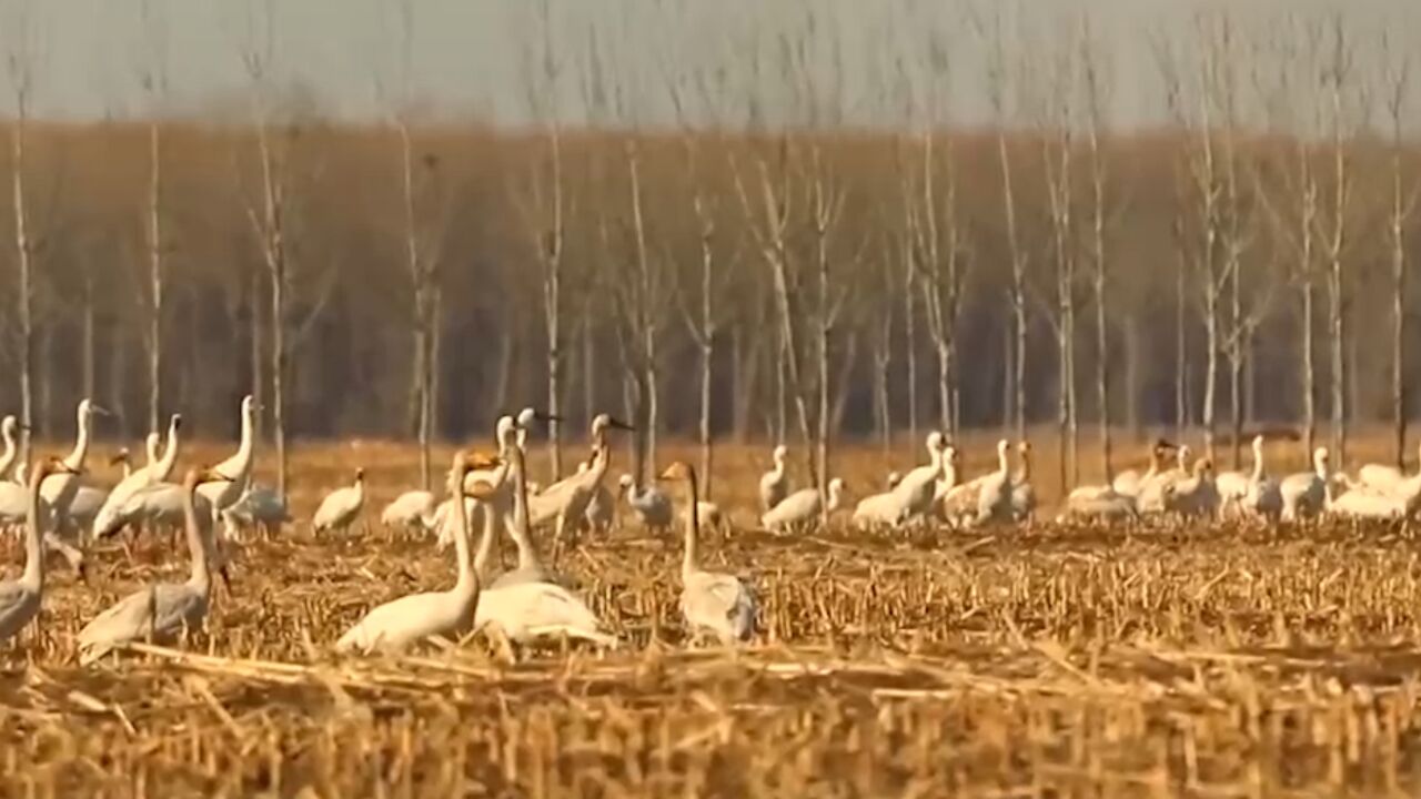 辽宁法库獾子洞湿地迎来白鹤南迁季