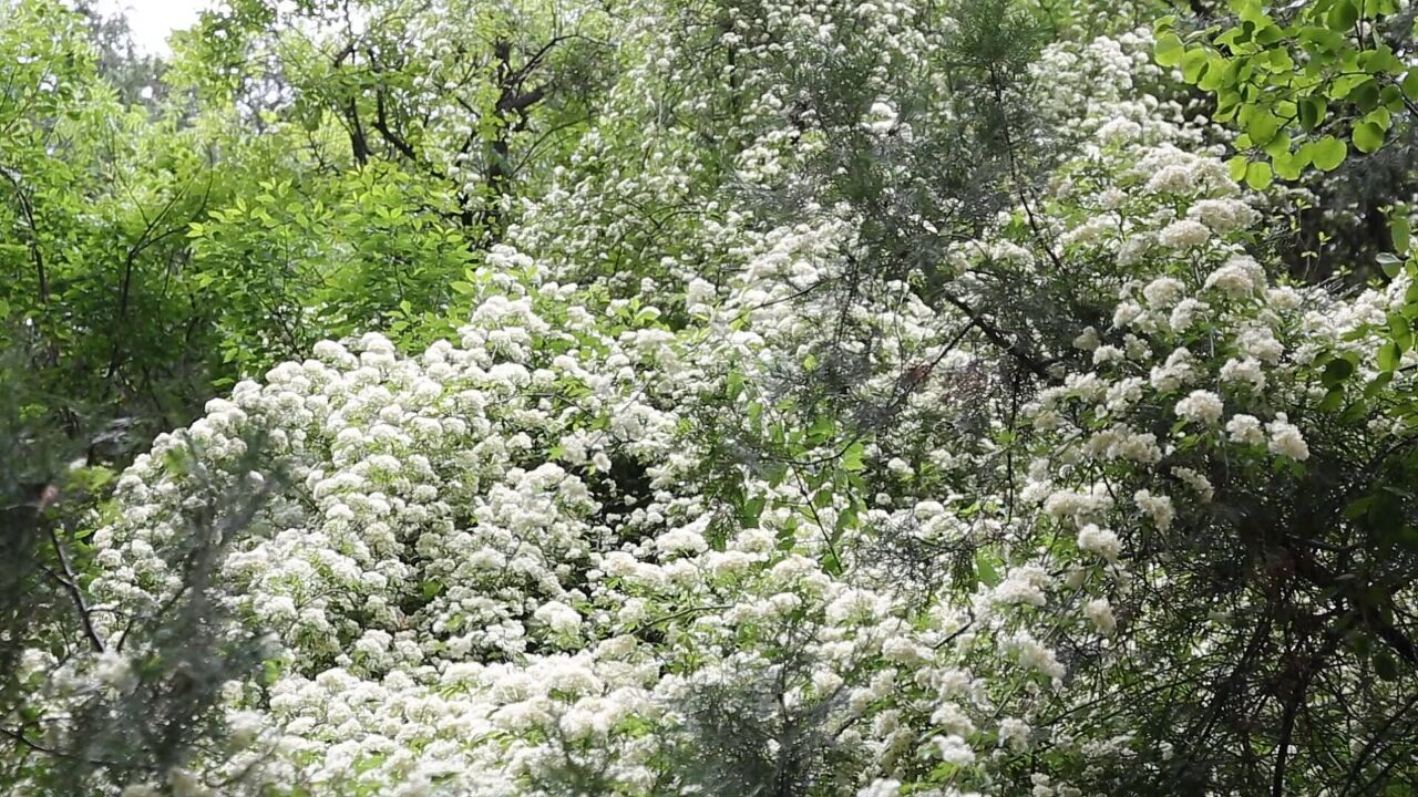 花叶繁茂香馥郁 枣庄抱犊崮木香花迎来最佳观赏期