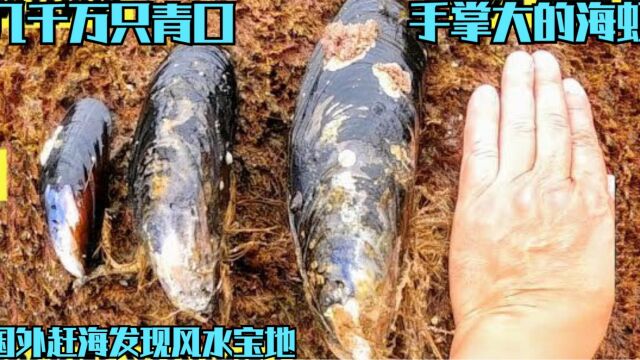 国外赶海发现大量海虹,一眼望去几千万只覆盖在岩石上,要发财了