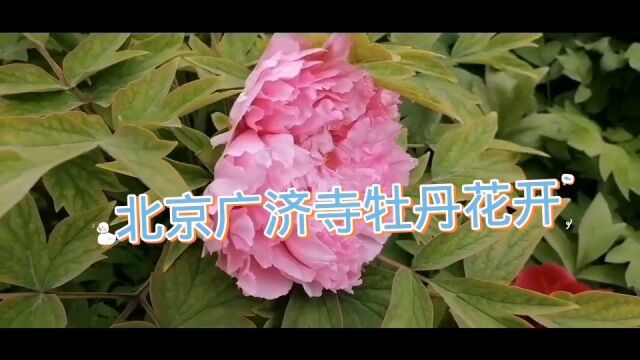 北京广济寺牡丹花开