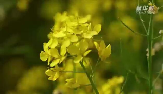 央媒看沧州 | 河北任丘:油菜花开引客来 美丽经济促振兴