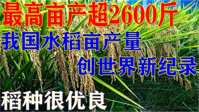 袁隆平水稻高产目标再次完成,平均亩产超2500斤,再创世界新纪录