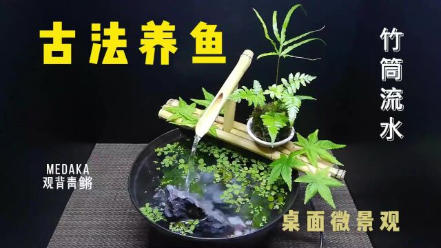 【古法养鱼】教你制作有竹筒流水的鱼缸微景观!