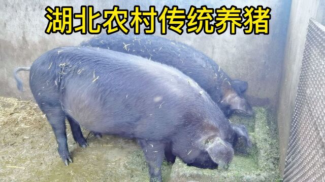 湖北超市猪肉价格持续走低,十堰农村人还坚持粮食喂猪到底划算不