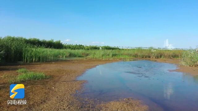 东营利津:黄河人工湿地鹭飞鸭跃秋景如画