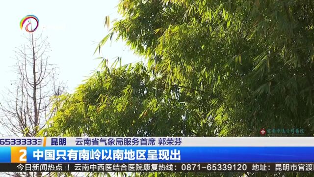 立夏:绿树阴浓夏日长 楼台倒影入池塘